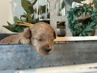 Pink Girl, a female Miniature Labradoodle and Australian Labradoodle for sale in Clearwater, FL – 5 of 5