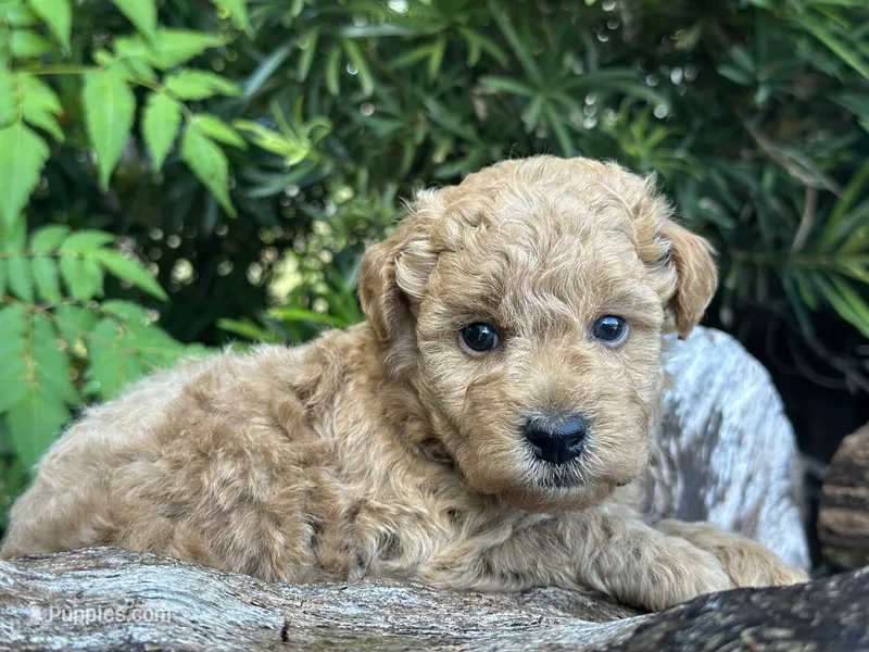 Black Boy – Miniature Labradoodle, Australian Labradoodle puppy for sale in Clearwater, FL