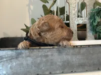 Black Boy, a male Miniature Labradoodle and Australian Labradoodle for sale in Clearwater, FL – 2 of 5