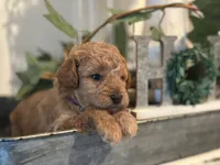 Purple Girl, a female Labradoodle and Miniature Labradoodle for sale in Clearwater, FL – 6 of 10