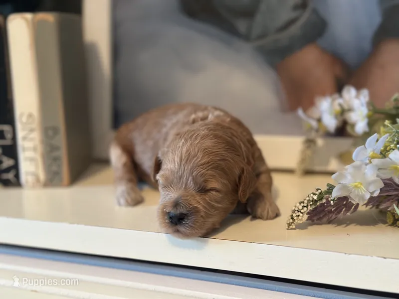 Pink Girl – Miniature Labradoodle, Australian Labradoodle puppy for sale in Clearwater, FL