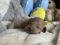 White Girl, a female Miniature Labradoodle and Australian Labradoodle for sale in Clearwater, FL – 4 of 6