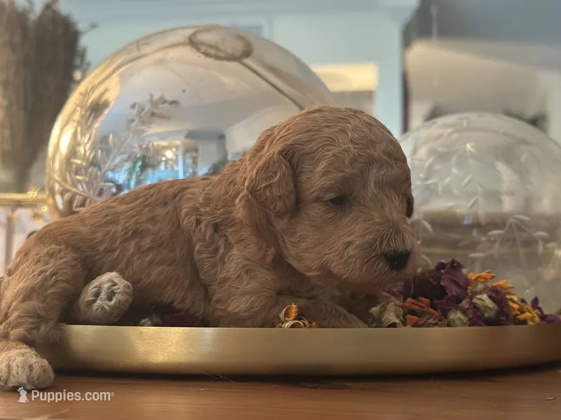 Red Boy – Miniature Labradoodle, Australian Labradoodle puppy for sale in Clearwater, FL