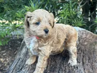 Pink Girl, a female Labradoodle and Miniature Labradoodle for sale in Clearwater, FL – 4 of 9