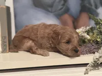 Pink Girl, a female Miniature Labradoodle and Australian Labradoodle for sale in Clearwater, FL – 5 of 9
