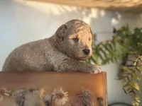 Black Boy, a male Miniature Labradoodle and Australian Labradoodle for sale in Clearwater, FL – 5 of 10