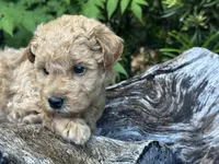 Black Boy, a male Labradoodle and Miniature Labradoodle for sale in Clearwater, FL – 4 of 10