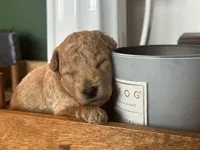 Black Boy, a male Miniature Labradoodle and Australian Labradoodle for sale in Clearwater, FL – 3 of 10