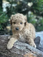 Purple Girl, a female Labradoodle and Miniature Labradoodle for sale in Clearwater, FL – 4 of 10