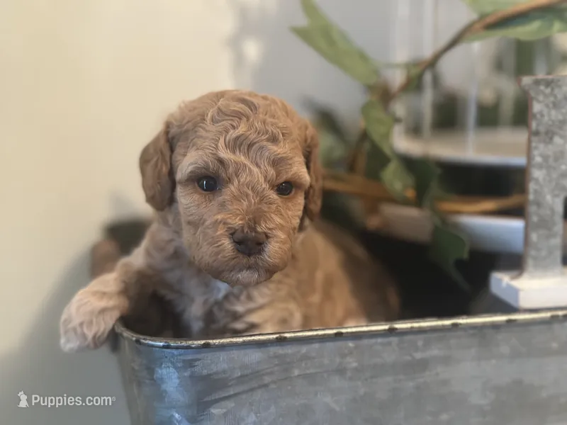 White Girl – Miniature Labradoodle, Australian Labradoodle puppy for sale in Clearwater, FL