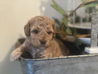 White Girl, a female Miniature Labradoodle and Australian Labradoodle for sale in Clearwater, FL – 1 of 9