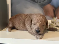 Red Boy, a male Miniature Labradoodle and Australian Labradoodle for sale in Clearwater, FL – 2 of 6