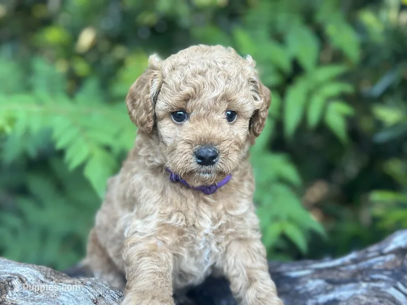 Purple Girl – Miniature Labradoodle, Australian Labradoodle puppy for sale in Clearwater, FL