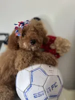 Lucille, a female Goldendoodle and Miniature Goldendoodle for sale in Clearwater, FL – 4 of 6