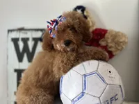 Lucille, a female Goldendoodle and Miniature Goldendoodle for sale in Clearwater, FL – 3 of 6