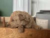 Black Boy, a male Miniature Labradoodle and Australian Labradoodle for sale in Clearwater, FL – 6 of 10