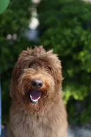 Bailey, a female Labradoodle for sale in Clearwater, FL – 3 of 4