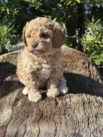 White Girl, a female Labradoodle and Miniature Labradoodle for sale in Clearwater, FL – 4 of 10