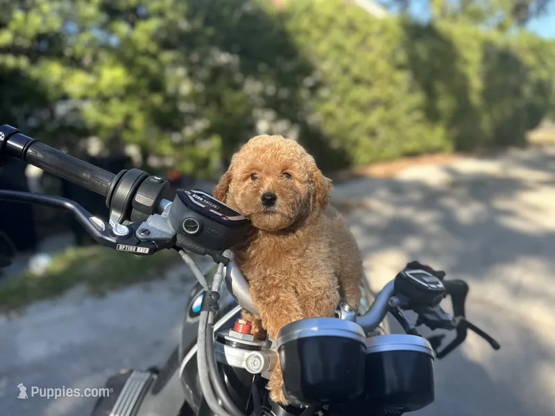 Black Boy – Labradoodle, Miniature Labradoodle puppy for sale in Clearwater, FL