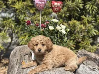 Purple, a female Labradoodle and Miniature Labradoodle for sale in Clearwater, FL – Photo 4 of 10