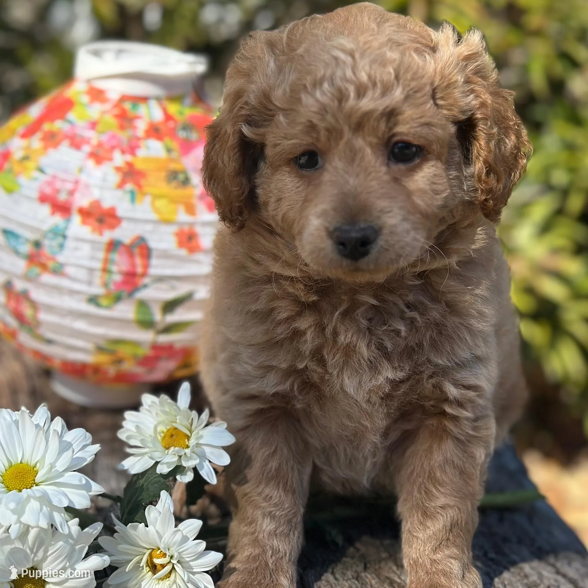 Purple, a female Labradoodle and Miniature Labradoodle for sale in Clearwater, FL – Photo 7 of 10