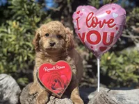 Purple, a female Labradoodle and Miniature Labradoodle for sale in Clearwater, FL – Photo 1 of 10