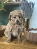 processed/d0c5341e-7bf9-4352-a420-f67d03a43396/listing/a532e1d9-4027-4a98-9df8-29f4f272b774/3297087d-be38-4a12-9c4d-d21ae2597594