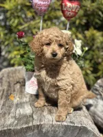 Purple, a female Labradoodle and Miniature Labradoodle for sale in Clearwater, FL – Photo 5 of 10