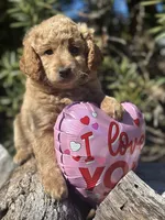Purple, a female Labradoodle and Miniature Labradoodle for sale in Clearwater, FL – Photo 2 of 10