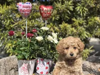 Purple, a female Labradoodle and Miniature Labradoodle for sale in Clearwater, FL – Photo 3 of 10
