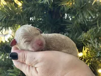 processed/d0c5341e-7bf9-4352-a420-f67d03a43396/listing/a532e1d9-4027-4a98-9df8-29f4f272b774/df8fab73-afac-4856-b9e9-65b2fc02c2d6