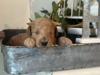 Red Boy, a male Miniature Labradoodle and Australian Labradoodle for sale in Clearwater, FL – 3 of 6