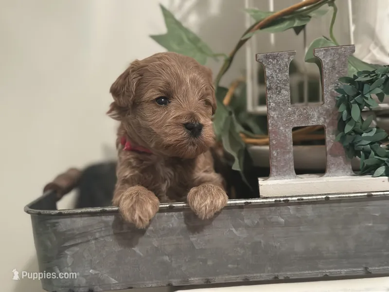 Pink Girl – Miniature Labradoodle, Australian Labradoodle puppy for sale in Clearwater, FL