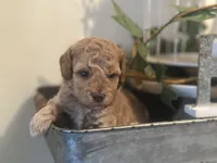 White Girl, a female Miniature Labradoodle and Australian Labradoodle for sale in Clearwater, FL – 3 of 9