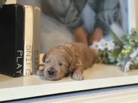 Pink Girl, a female Miniature Labradoodle and Australian Labradoodle for sale in Clearwater, FL – 3 of 5