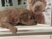 Pink Girl, a female Miniature Labradoodle and Australian Labradoodle for sale in Clearwater, FL – 8 of 9