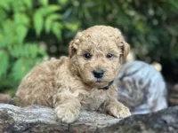 Black Boy, a male Labradoodle and Miniature Labradoodle for sale in Clearwater, FL – 3 of 10