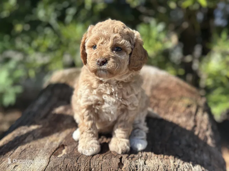 White Girl – Miniature Labradoodle, Australian Labradoodle puppy for sale in Clearwater, FL