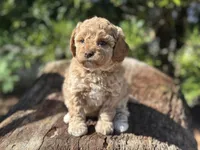 White Girl, a female Labradoodle and Miniature Labradoodle for sale in Clearwater, FL – 1 of 10