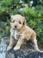 Pink Girl, a female Labradoodle and Miniature Labradoodle for sale in Clearwater, FL – 2 of 9