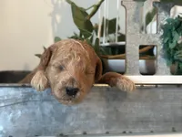 Red Boy, a male Miniature Labradoodle and Australian Labradoodle for sale in Clearwater, FL – 5 of 6