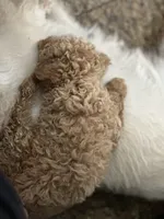 Lucille, a female Goldendoodle and Miniature Goldendoodle for sale in Clearwater, FL – 6 of 6
