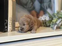 Pink Girl, a female Miniature Labradoodle and Australian Labradoodle for sale in Clearwater, FL – 2 of 5