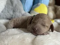 White Girl, a female Miniature Labradoodle and Australian Labradoodle for sale in Clearwater, FL – 5 of 6
