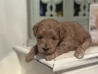 Pink Girl, a female Miniature Labradoodle and Australian Labradoodle for sale in Clearwater, FL – 9 of 9
