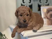 Purple Girl, a female Labradoodle and Miniature Labradoodle for sale in Clearwater, FL – 7 of 10