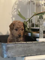 Purple Girl, a female Labradoodle and Miniature Labradoodle for sale in Clearwater, FL – 8 of 10