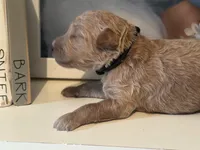 Black Boy, a male Miniature Labradoodle and Australian Labradoodle for sale in Clearwater, FL – 4 of 5