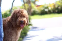 Bailey, a female Labradoodle for sale in Clearwater, FL – 1 of 4