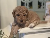 White Girl, a female Miniature Labradoodle and Australian Labradoodle for sale in Clearwater, FL – 5 of 9